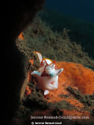 yawning clown frog fish in Seraya by Jerome Renaud-Goud 